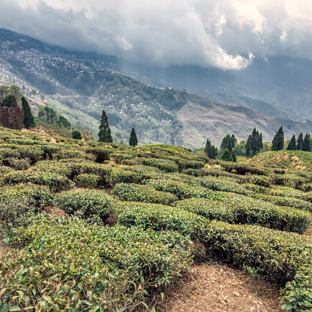 Tout savoir sur le Darjeeling, le "Champagne des thés"