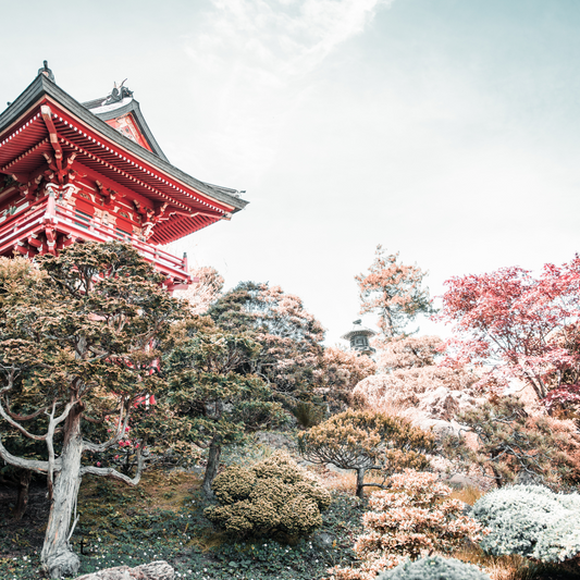 Les thés japonais : un trésor d’arômes et de bienfaits pour la santé